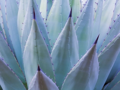Picture of SEA GREEN AGAVE