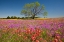 Picture of WILDFLOWER MEADOW