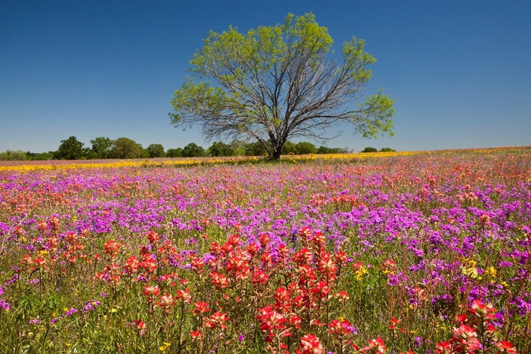Picture of WILDFLOWER MEADOW