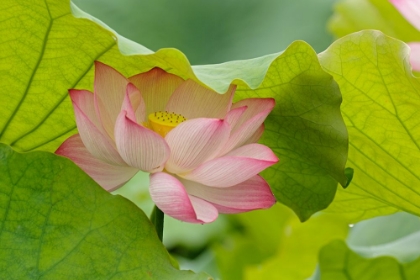 Picture of LOTUS FLOWER