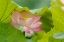 Picture of LOTUS FLOWER