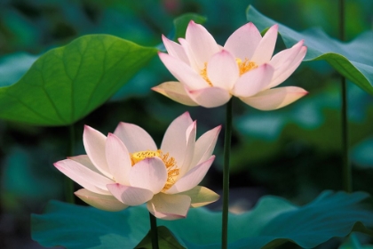Picture of BLOSSOMING LOTUS