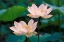 Picture of BLOSSOMING LOTUS