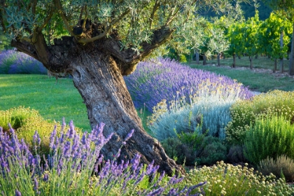 Picture of LAVENDER IN THE VALLEY