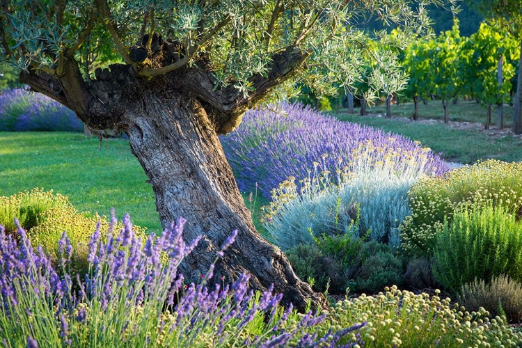 Picture of LAVENDER IN THE VALLEY