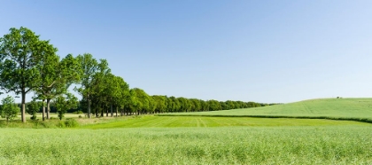 Picture of GREEN FIELDS
