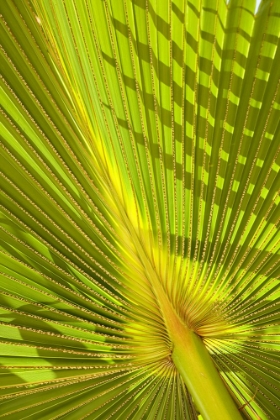 Picture of PALM LEAF DETAIL I
