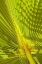 Picture of PALM LEAF DETAIL I
