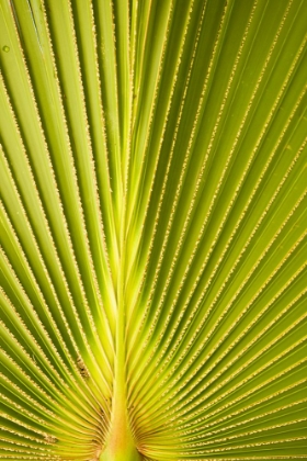Picture of PALM LEAF DETAIL II