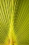 Picture of PALM LEAF DETAIL II