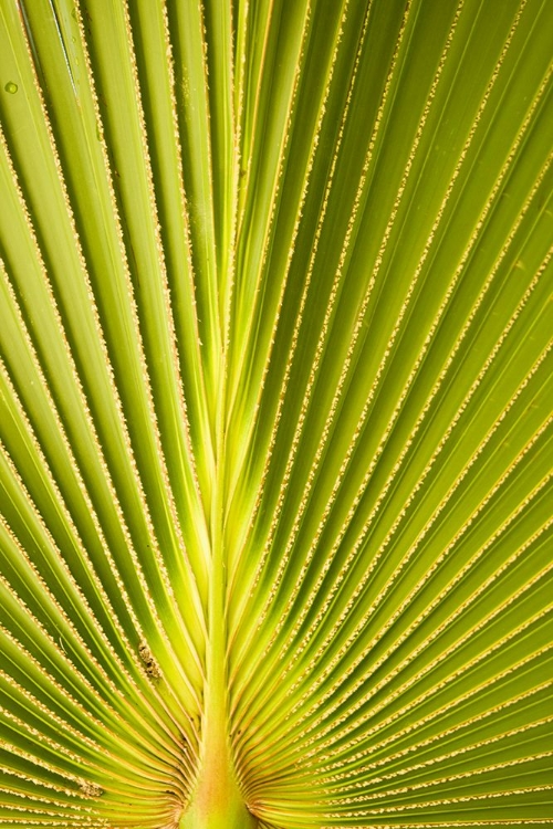 Picture of PALM LEAF DETAIL II