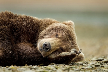 Picture of BROWN BEAR RESTING