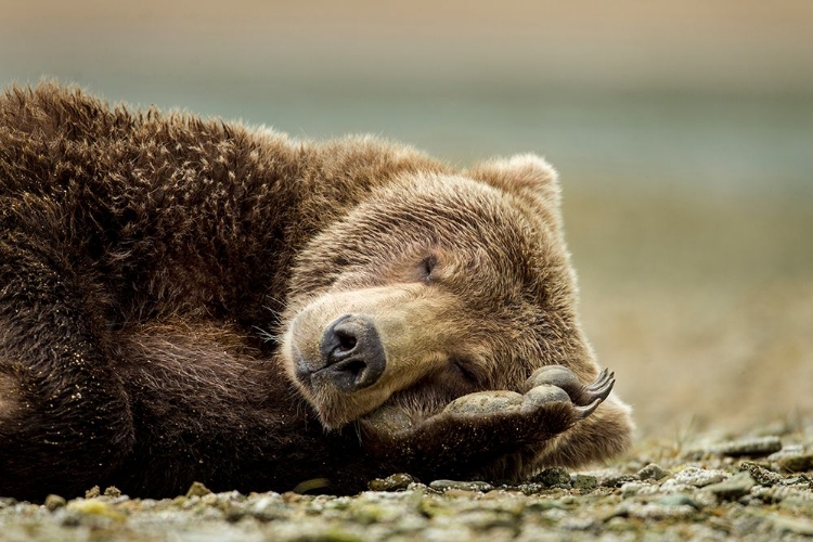 Picture of BROWN BEAR RESTING