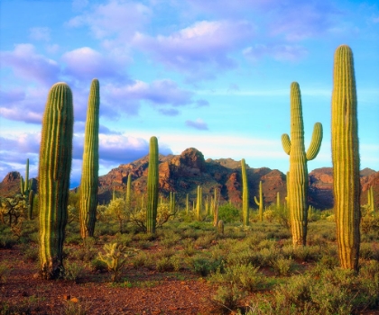 Picture of ORGAN PIPE SPRING