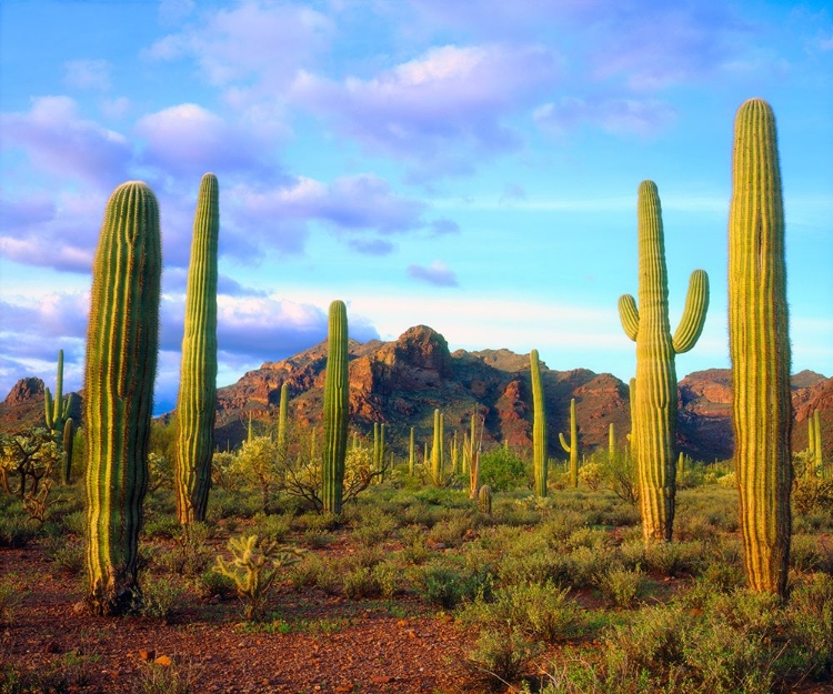Picture of ORGAN PIPE SPRING