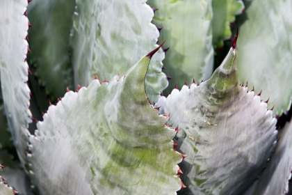 Picture of DESERT AGAVE