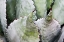Picture of DESERT AGAVE