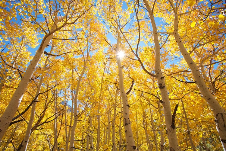 Picture of FALL IN THE MOUNTAINS