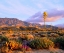 Picture of AGAVE AND WILDFLOWERS IN BLOOM
