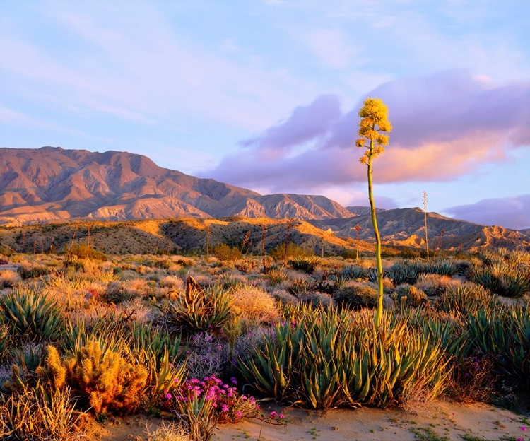 Picture of AGAVE AND WILDFLOWERS IN BLOOM