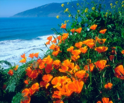 Picture of POPPIES NEAR THE SEA