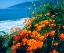 Picture of POPPIES NEAR THE SEA