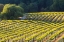 Picture of GLOWING VINES