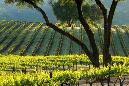 Picture of VINEYARD IN THE MORNING
