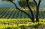 Picture of VINEYARD IN THE MORNING