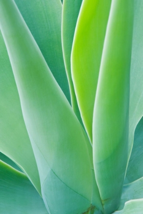 Picture of AGAVE ABSTRACT