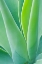 Picture of AGAVE ABSTRACT