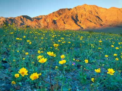 Picture of DESERT WILDFLOWERS