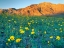 Picture of DESERT WILDFLOWERS