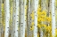 Picture of ASPENS IN AUTUMN