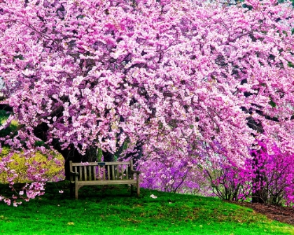 Picture of CHERRY BLOSSOMS