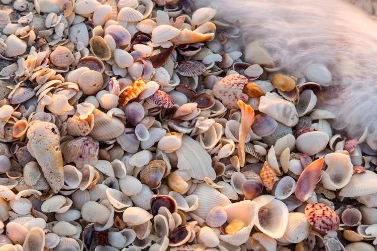 Picture of ISLAND SHELLS