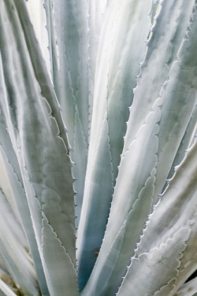 Picture of AFTERNOON AGAVE