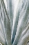 Picture of AFTERNOON AGAVE
