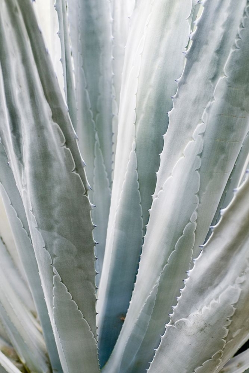 Picture of AFTERNOON AGAVE