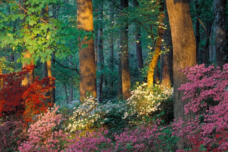 Picture of AZALEA FOREST