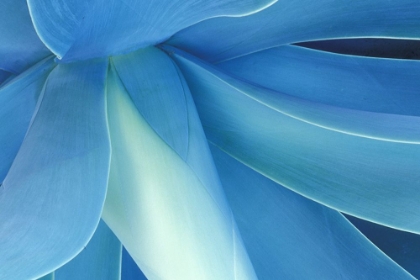 Picture of DEEP BLUE AGAVE