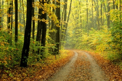 Picture of FOREST ROAD IN AUTUMN