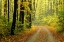 Picture of FOREST ROAD IN AUTUMN