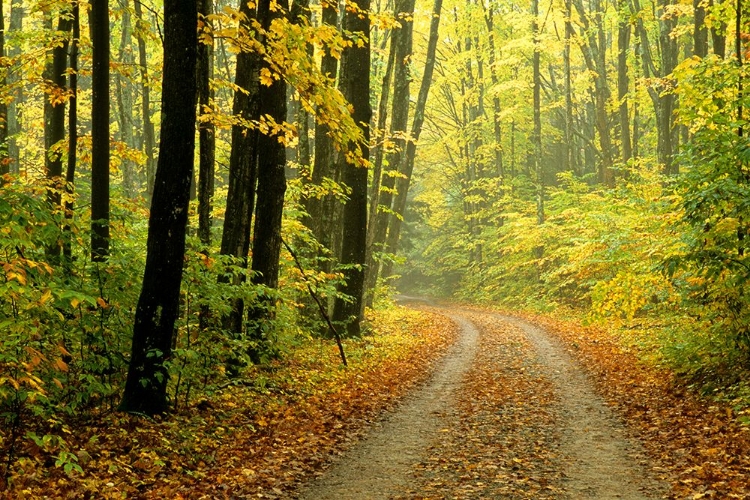 Picture of FOREST ROAD IN AUTUMN