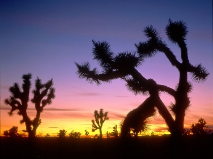 Picture of JOSHUA TREES AT DUSK