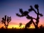 Picture of JOSHUA TREES AT DUSK