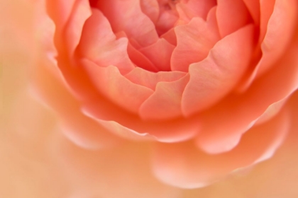 Picture of ORANGE ROSE DETAIL