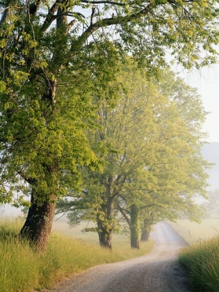 Picture of SPRING IN THE COUNTRYSIDE