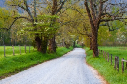 Picture of SMALL ROAD IN SPRING