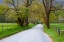 Picture of SMALL ROAD IN SPRING